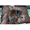 Coka adore son nouveau coussin