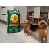 Luigi ama questo cibo adatto per cani medi