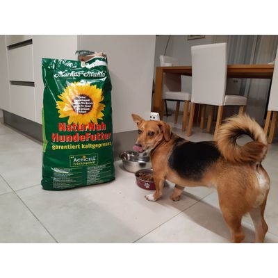 Luigi ama questo cibo adatto per cani medi
