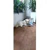 Kenji 