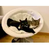 Simba und Lilly teilen geschwisterlich 