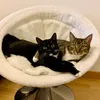 Simba und Lilly teilen geschwisterlich