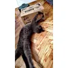Tigar i Felix