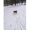 Argo amstaff 30kg vel 55