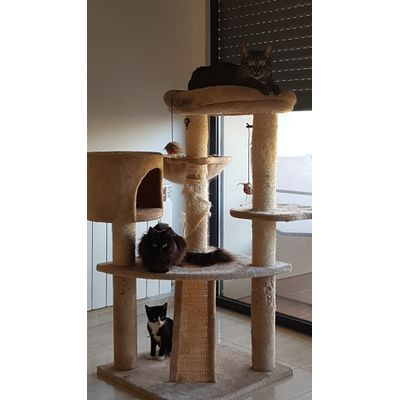 Kats