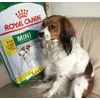 Arckah is dol op zij Royal canin mini