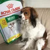 Arckah is dol op zij Royal canin mini