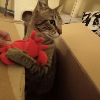 Marcel et son crabe