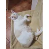 Bijou