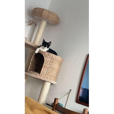 Carlo