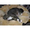 Traumhaftes Katzenbett