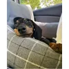 Dachshund Malna