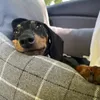 Dachshund Malna