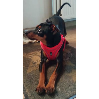 diego