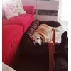 Letto ortopedico rettangolare