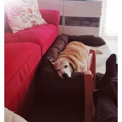 Letto ortopedico rettangolare