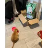 Ultima Gatos Esterilizados Bolas de Pelo de Pollo