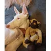 Podenco ibicenco de 9 mois  avec son king louiiie