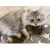 Misya elsker fritten