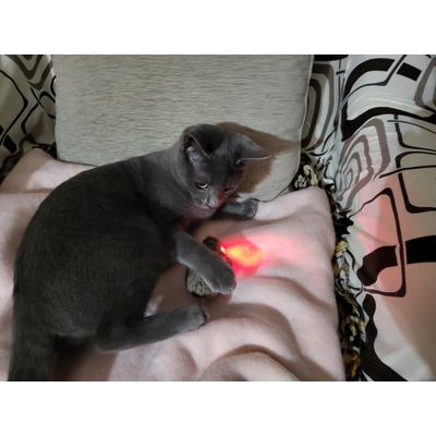 Zoe