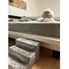 Hund Treppe 