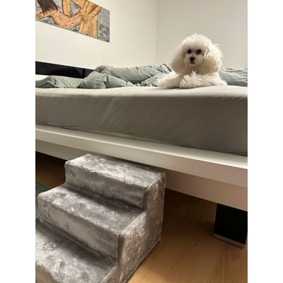 Hund Treppe