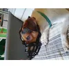 Danish Swedish farmdog male 9 kg size 1