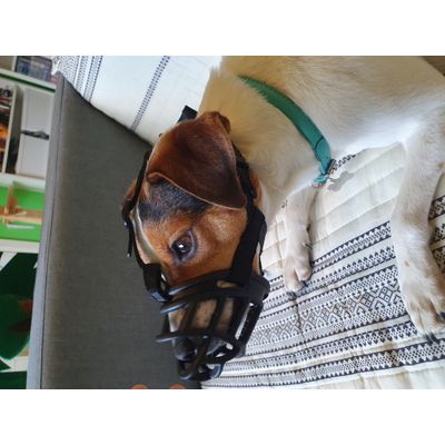 Danish Swedish farmdog male 9 kg size 1