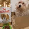 Royal Canin maltese