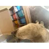 Felix 