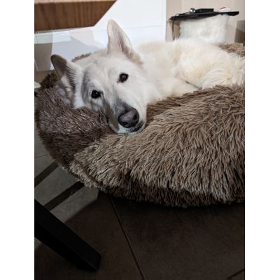 Chien