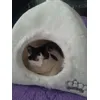 Amy