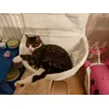 Mittens