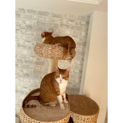 Mis gatos encantados