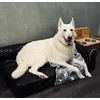 Happy dog with his new bed