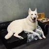 Happy dog with his new bed