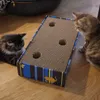 Curious kittens