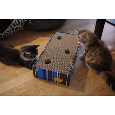 Curious kittens