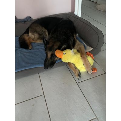 ADOPTEZ