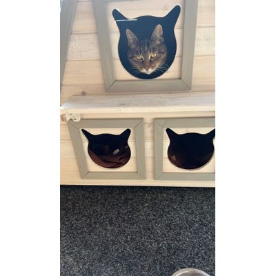 Bagheera im Katzenhaus