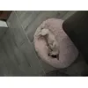 Mufcia