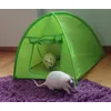 Rats are happy indoors campers