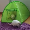 Rats are happy indoors campers