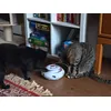 Lieblingsspielzeug der Teenys