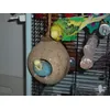 Kokos