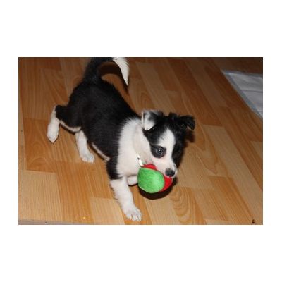 Twixie est sa ball