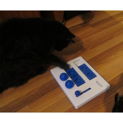 Ossi on the hunt