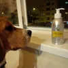 Dex