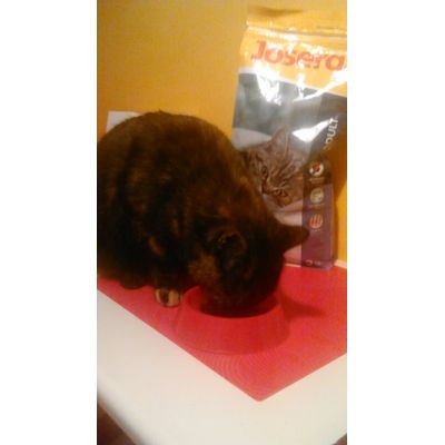 Punia