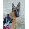 iago